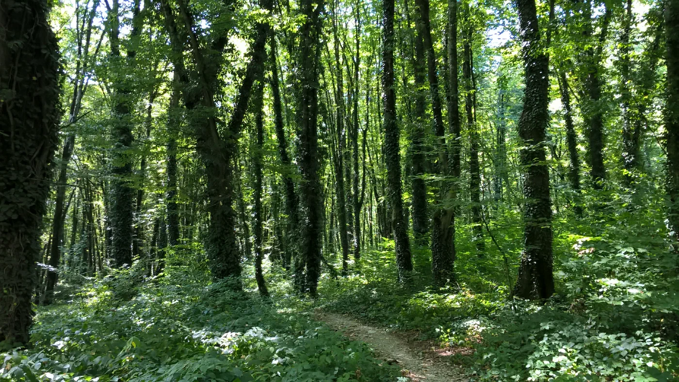 ლაგოდეხის ეროვნული პარკი, ჩვენი მშობლიური კუთხე კახეთში